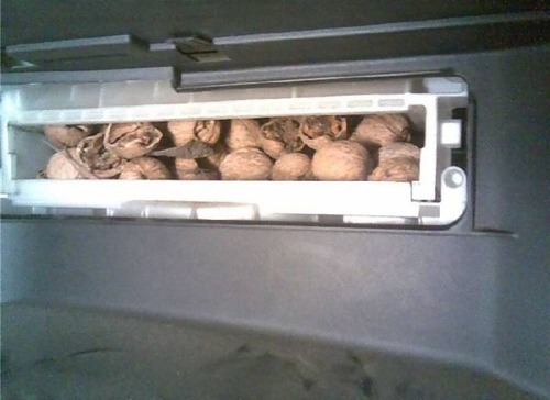 車の中にいる動物11
