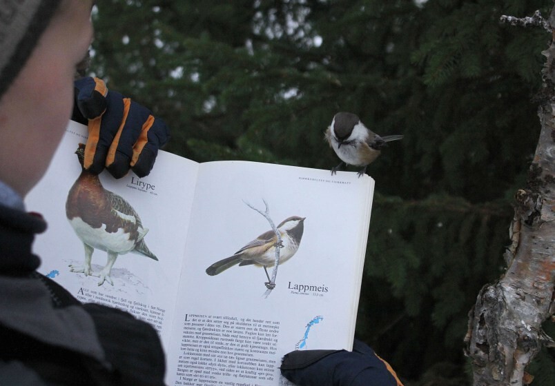 図鑑でかわいい小鳥を見ていたら 本物が覗きにやって来た ディズニーアニメのような状況に らばq 図鑑でかわいい小鳥を見ていたら 本物が覗きにやって来た ディズニーアニメのような状況に らばq