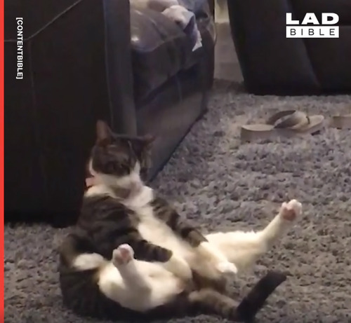 �ӤŤ���������ǭ�Υݡ������˥��Ȥ�����ʤ�03