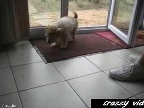 肉球をキレイキレイする犬01