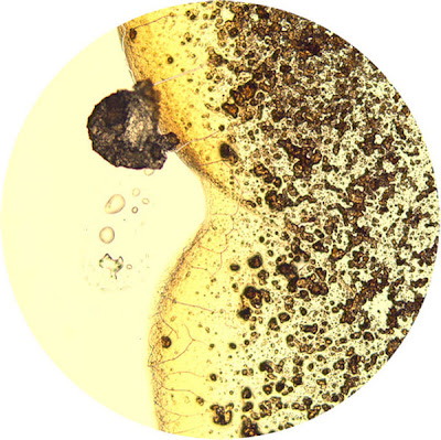 �繥���ʰ���ʪ�������Ǹ����01