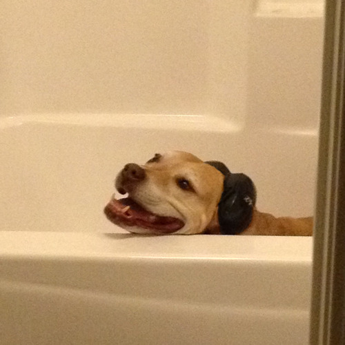 うちの犬と雷02