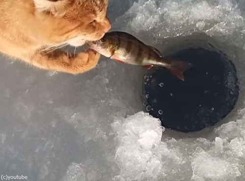 魚泥棒猫