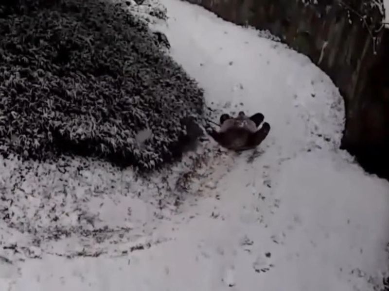 超絶かわいい パンダが雪の坂道をあお向け 頭からスライディング 動画 らばq