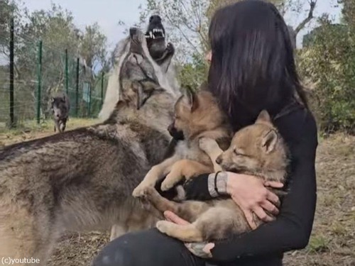 オオカミの赤ちゃんを抱っこする女性を母オオカミが守る（動画）