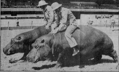 動物ライダー10