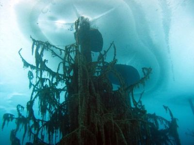 カザフスタンのカインディ湖00