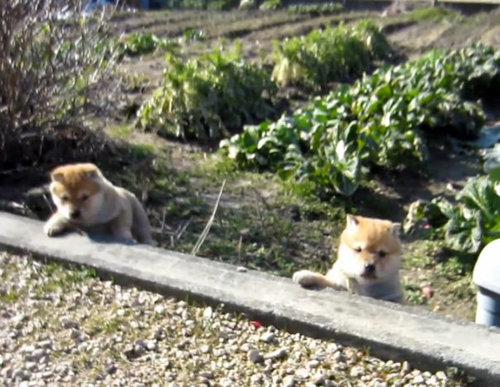 登れない子犬たち02
