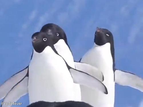 「同じ種類のペンギンでも2タイプに分かれるようだ…」移動のしかたの違い