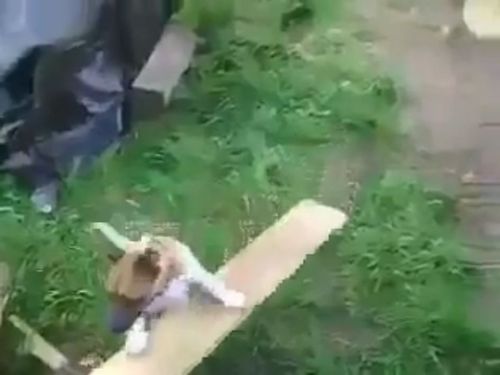 これは革命的な発明かもしれない 犬の飼い主がエンジニアだとこんなことになる 動画 らばq