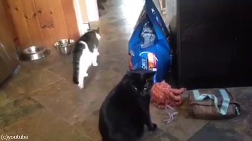 猫パンチしない猫04