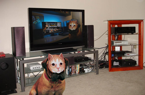 犬に猫マスク16