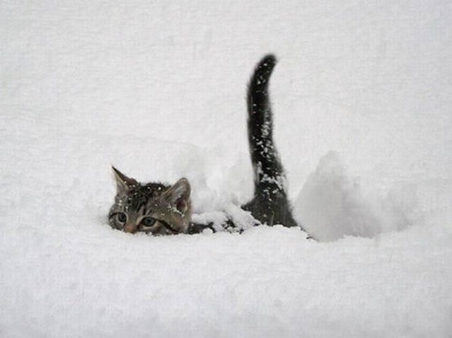 雪なんてへっちゃらな猫09
