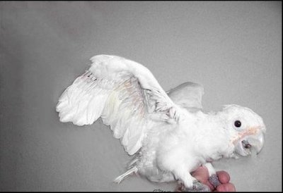 生まれたてのオウム19