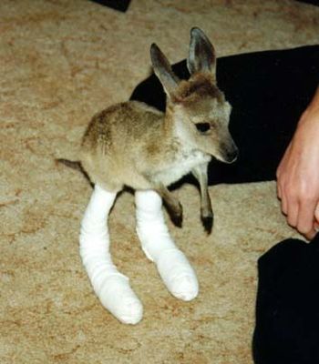 ưʪ�˥��֥�03