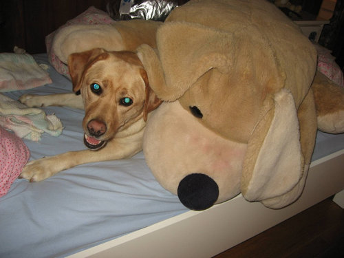 6歳の娘が犬をモデルにして写真05