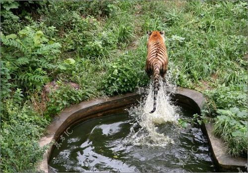 虎vsホワイトタイガー12