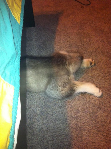 隠れるのが下手な犬たち10