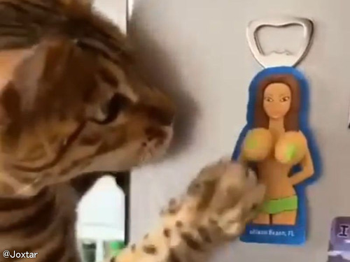女性の胸がボヨンボヨンするジョークグッズを猫が気に入ってしまう