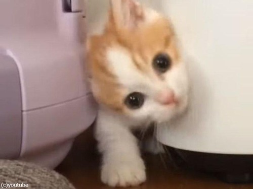 すき間にハマった子猫