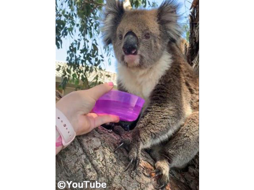 コアラにお水を差しだしたら…ゴクゴク飲み始めた!00