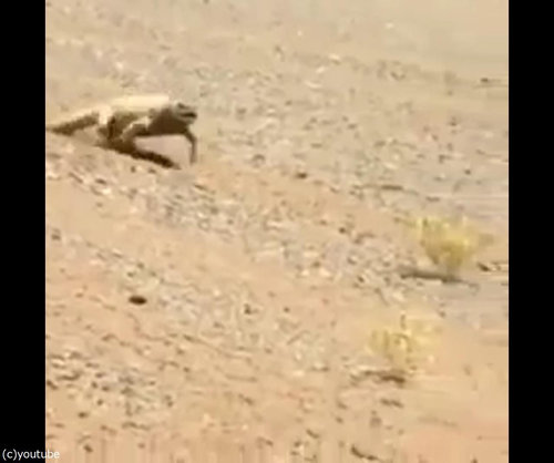 トカゲが走ってくる理由02