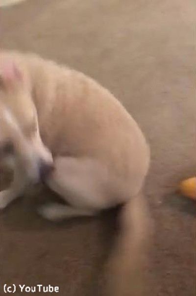 犬「絶対あげない!」03