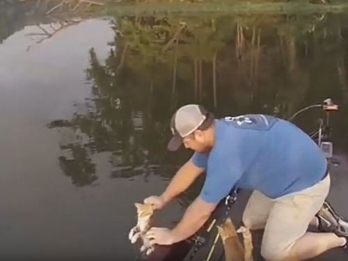 子猫が泳いできた05