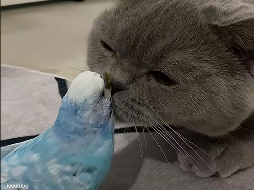 猫が大好きなインコを…「猫かわいがり」する（動画）