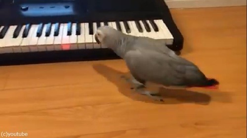 ペットのインコ、キーボード奏者になる01