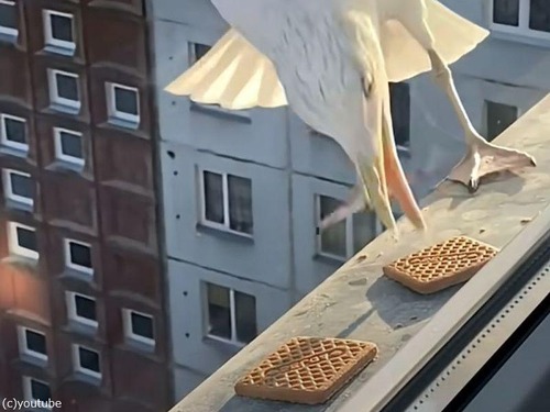 窓際のクッキーを上手にゲットする鳥と…そうではない鳥（動画）