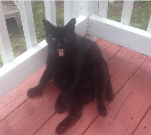 写真写りの良い猫07