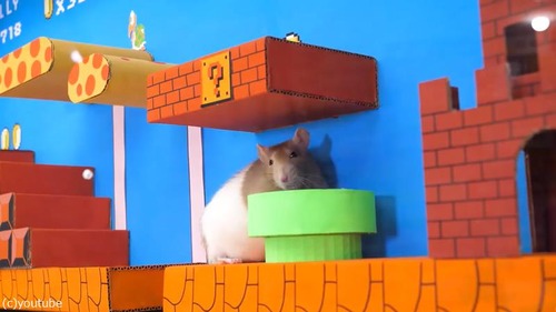 ڥåȤΤ˺äޥꥪϩ07