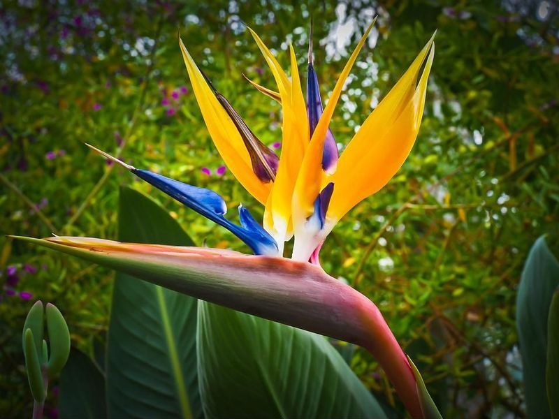 この花が極楽鳥と呼ばれる理由を 今まで勘違いしていた 鳥に似ている理由 らばq