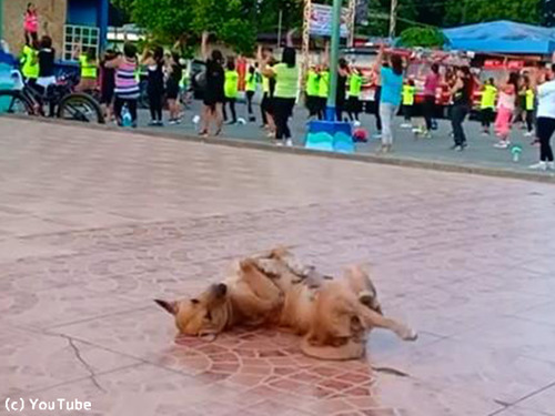 この犬、人間と一緒に踊ってる…00