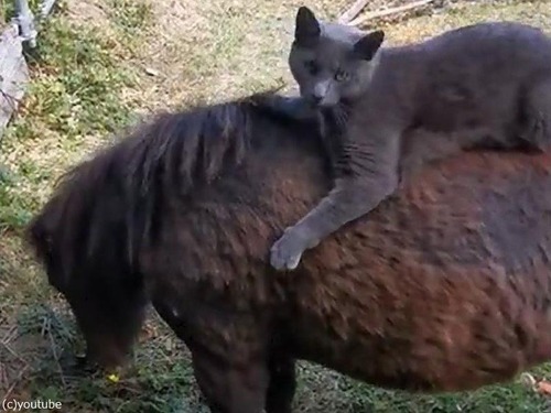 ǭ���ߥ˥��奢�ۡ������ꤳ�ʤ�05