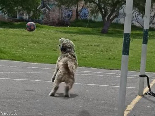 実際のサッカーボールでGKをする犬