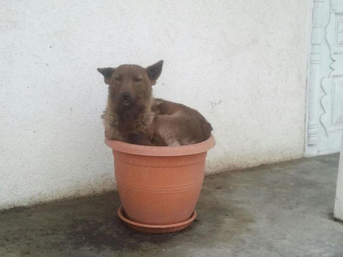 05Ȣ������ʪ�˼��ޤä�ưʪ����