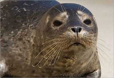 悲しい顔した動物たち09