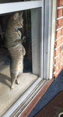 01二足立ち(直立)する動物