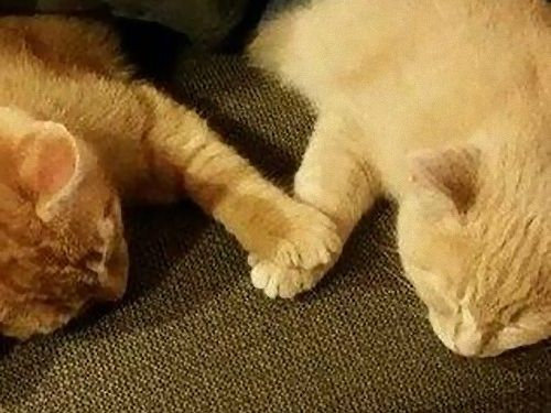 手をつないで寝る子猫たち02