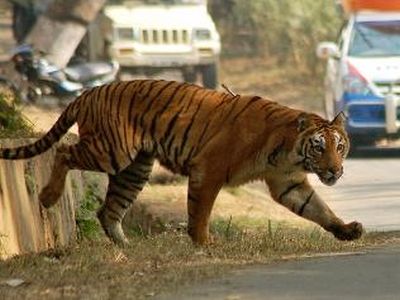 虎が動物園から抜け出し1万人が逃げる00