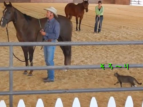 馬に乗ろうとする猫00