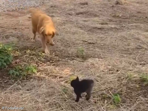おびえる子猫と仲良くなりたいゴールデンレトリバーが取った行動