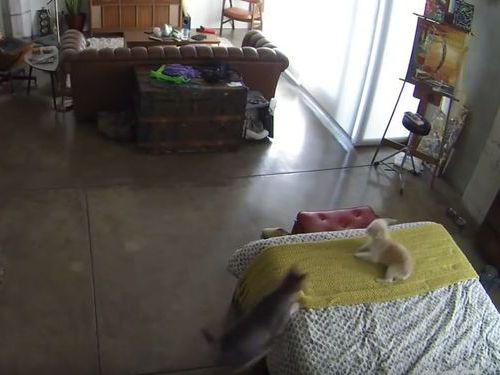 犬ににらみを利かす猫02