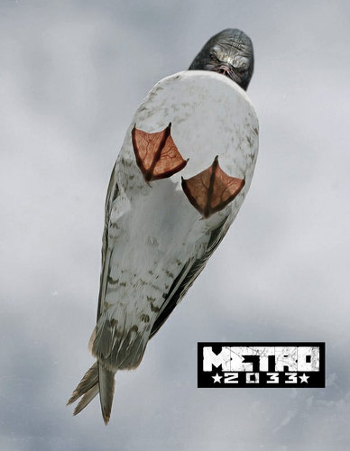 ガラスの屋根に止まるカモメ04