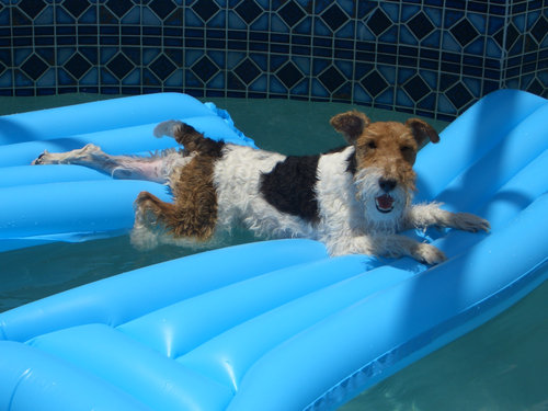 プールで遊び倒した後の犬07