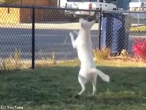 ���ܤǼ���ʹ�����ʤ�����ɡĻ������¸�ߤϤ狼��00