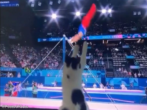 画面に釘づけ…世界で最も五輪を楽しんでいる猫