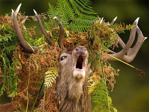 動物たちとのにらめっこ07